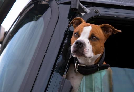 6 Tips for Traveling with Your Pet 6 Tips for Traveling with Your Pet