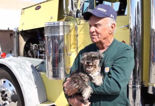 Benefits of Pets on the Truck